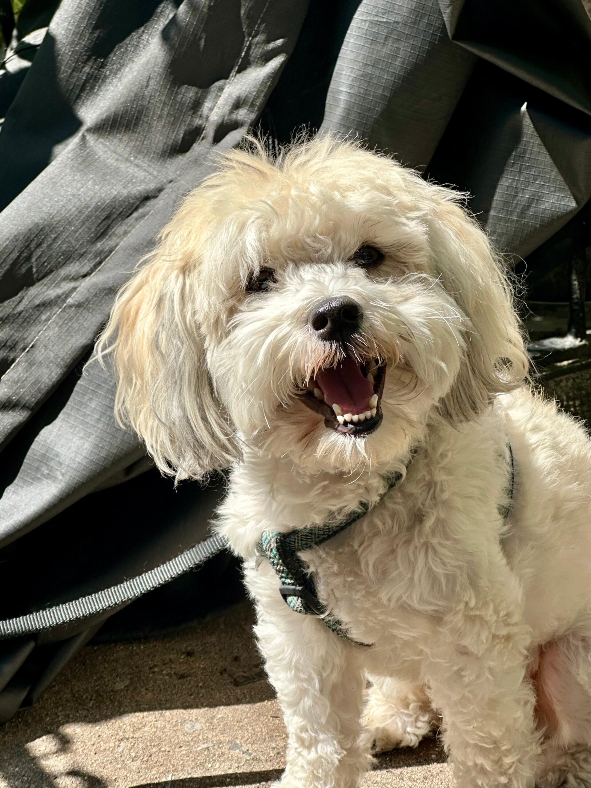 pet 4