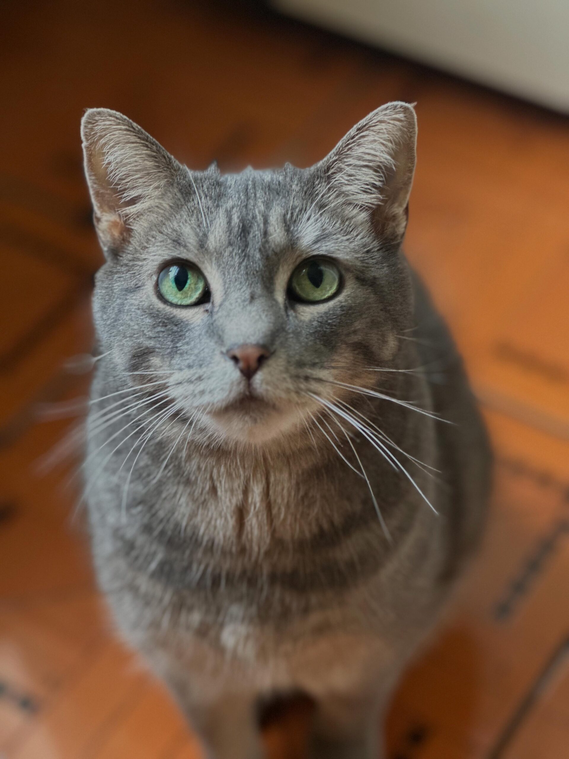 pet 5
